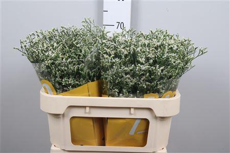 Limonium sinensis China White