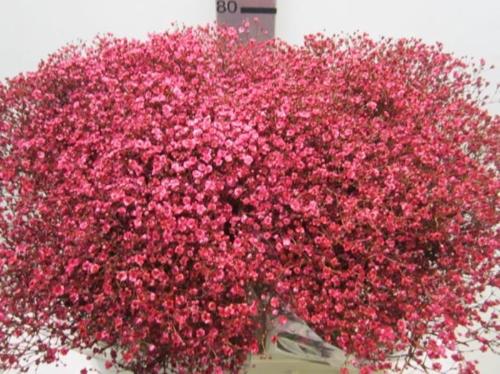 Gypsophila overig kleurbehandeld H%