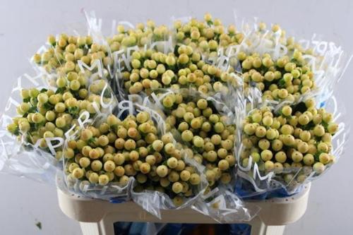 Hypericum Coco Gelato