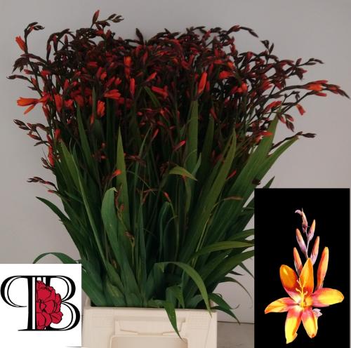 Crocosmia 'Emily Mckenzie'