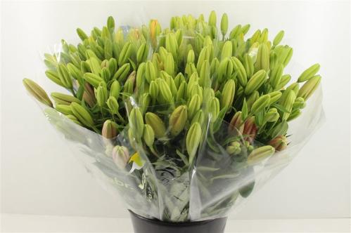 Lilium overig