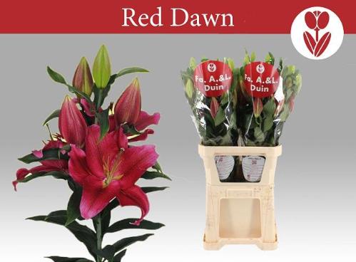 Lilium (Oriental Grp) 'Red Dawn'