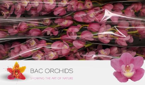 Cymbidium grootbloemig Marita