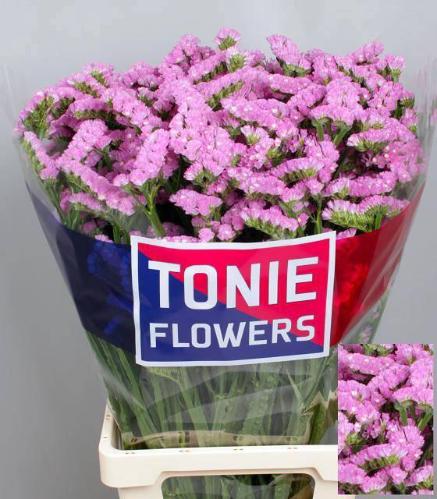 Limonium sinuatum Rosella Sun Birds