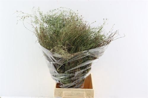 Thymus capitatus per bos