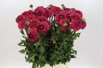 Dahlia (Decorative Grp) 'Isa Candy'