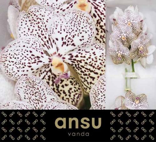 Vanda Sunanda Purple Confetti