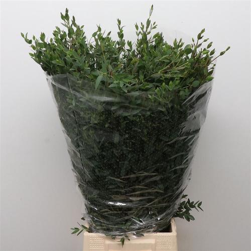 Eucalyptus per bos parvifolia