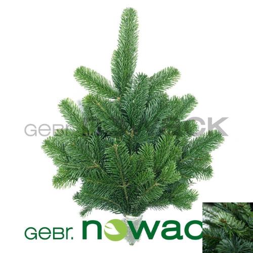 Abies nordmanniana per bos