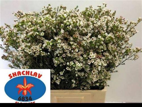 Chamelaucium 'Blondie'