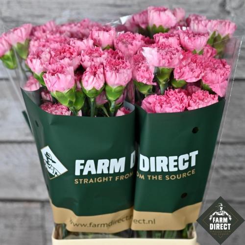 Dianthus standaard overig