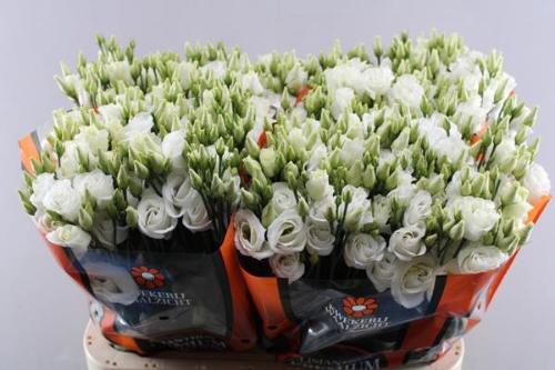 Eustoma russellianum gevuldbloemig 'Rosita White'