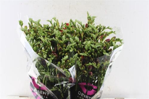 Freesia dubbelbloemig Mandarine