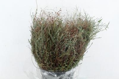 Decoratiegroen overig