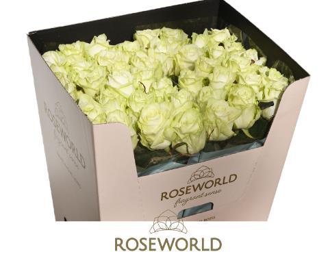 Rosa grootbloemig White Naomi!