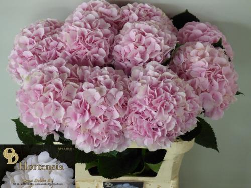Hydrangea macrophylla 'Verena'
