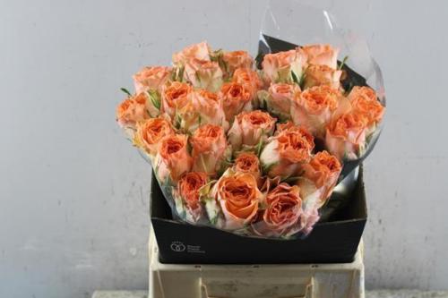 Rosa grootbloemig Barbarella