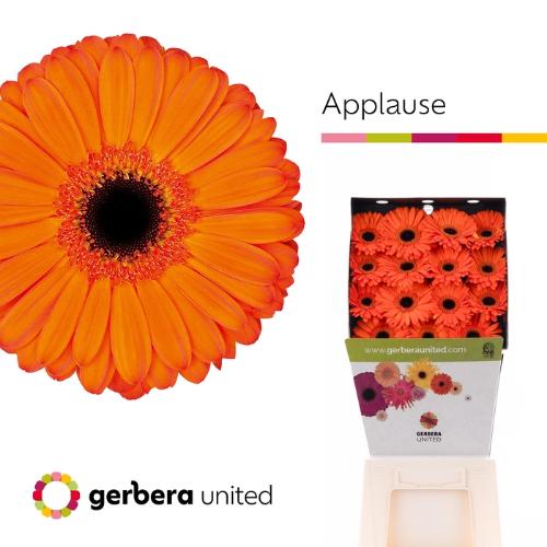 Gerbera grootbloemig 'Applause'