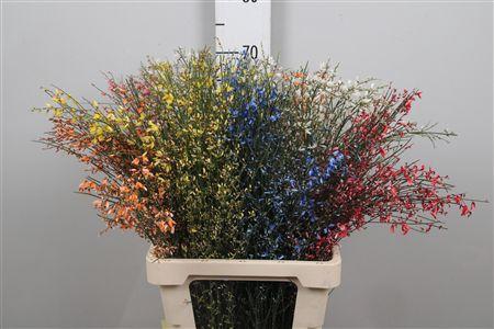 Genista kleurbehandeld H%
