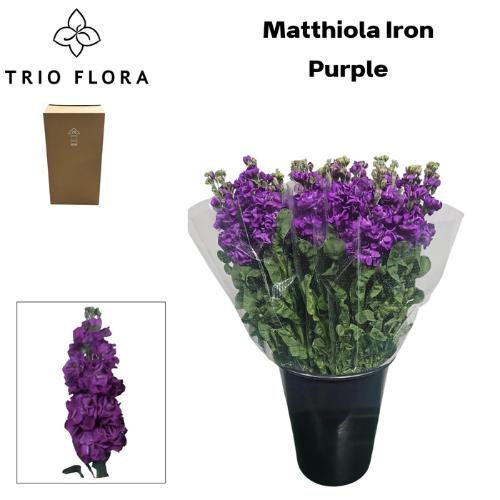 Matthiola incana 'Iron Purple'