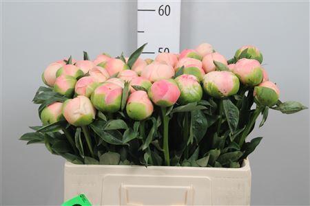Paeonia (Herb. Hybrid Grp) 'Kingsday'