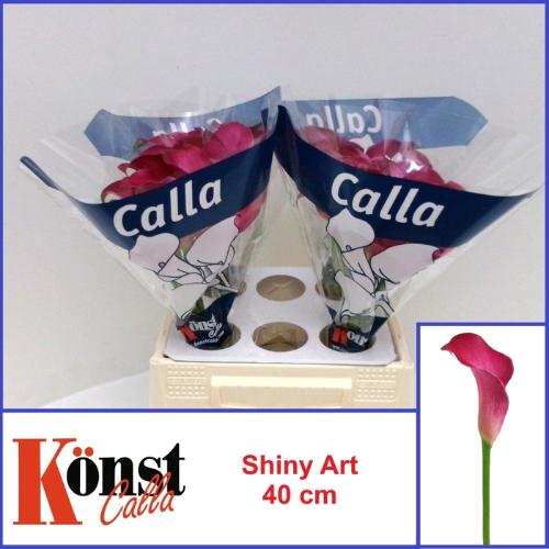 Zantedeschia Shiny Art