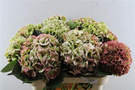 Hydrangea macrophylla Royal Love (classic)