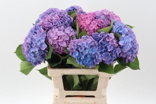 Hydrangea macrophylla 'Bodensee' (blauw)