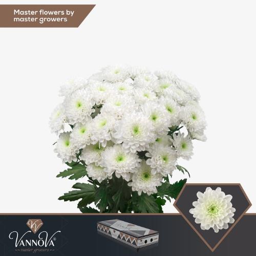 Chrysanthemum( Indicum Grp) tros Altaj
