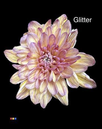 Chrysanthemum Indicum Grp tros kas kleurbehandeld H%