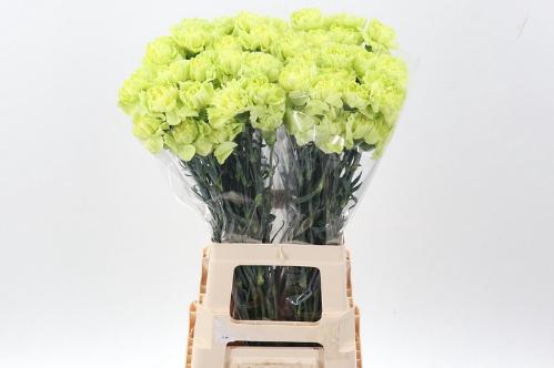 Dianthus standaard Green Park