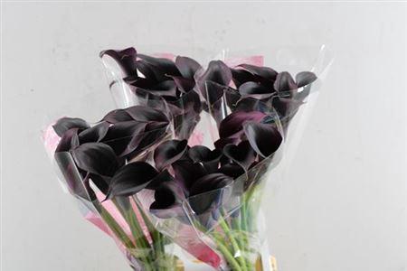 Zantedeschia 'Odessa'