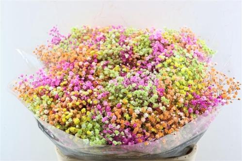 Gypsophila overig kleurbehandeld H%