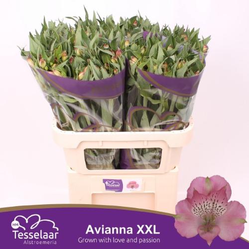 Alstroemeria Avianna