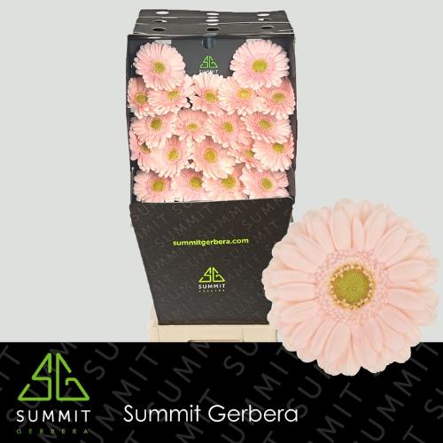 Gerbera mini Alix-Noor
