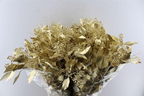 Eucalyptus kleurbehandeld per bos H%