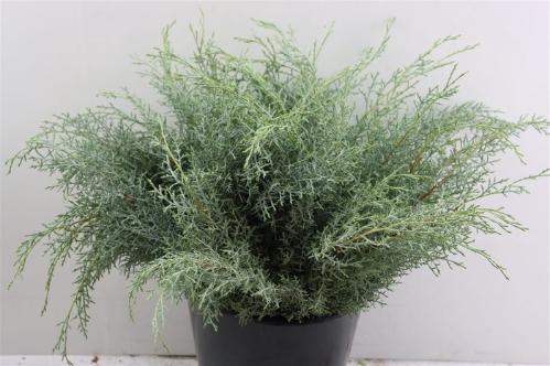 Cupressocyparis leylandii 'Gold Rider'