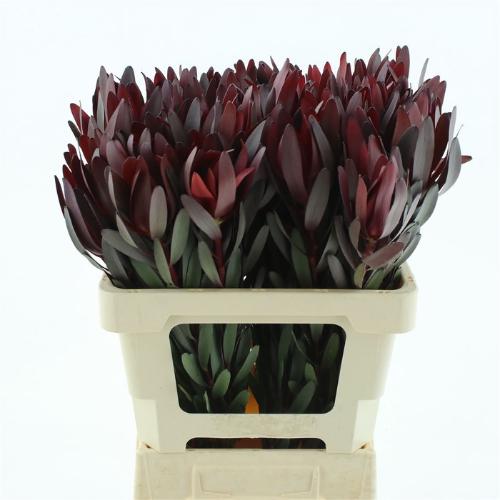 Leucadendron 'Safari Sunset'