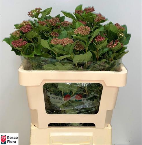 Viburnum tinus per bos 'Macrophyllum'