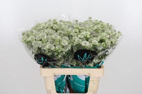 Astrantia major Billion Stars XL