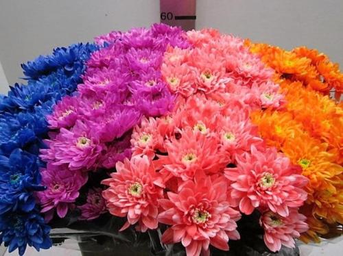 Chrysanthemum Indicum Grp tros kas kleurbehandeld H%