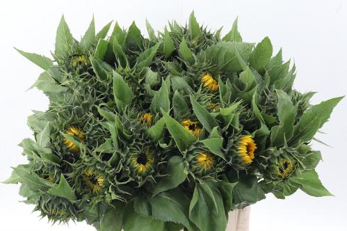 Helianthus annuus 'Sunrich Orange'