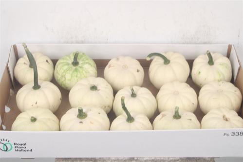 Siervruchten per stuk Cucurbita pepo 'Baby Boo'