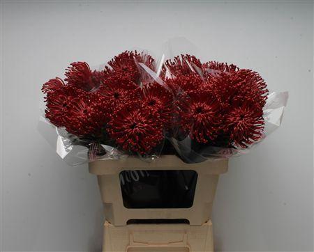 Leucospermum cordifolium overig