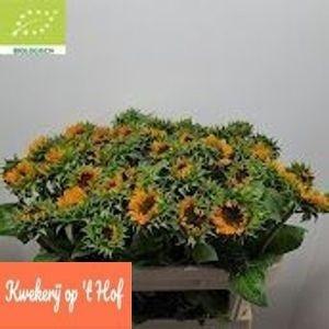 Helianthus annuus 'Sonja'