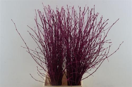 Betula kleurbehandeld H%