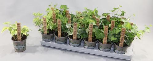 Hedera helix gemengd