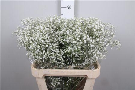 Gypsophila paniculata Xlence