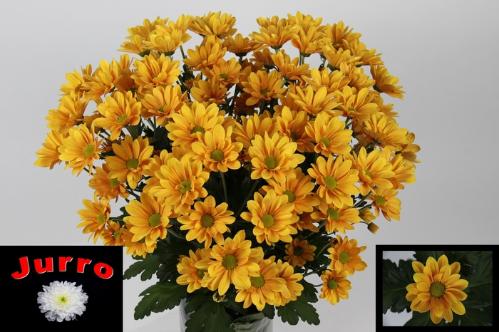 Chrysanthemum (Indicum Grp) tros Orangina