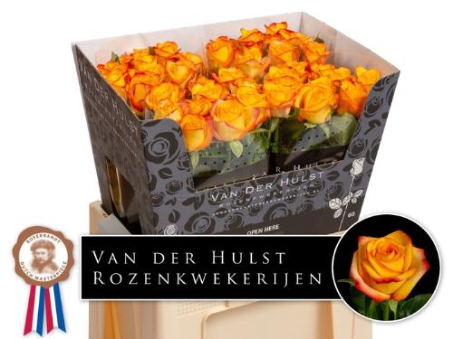 Rosa grootbloemig Catalunya+